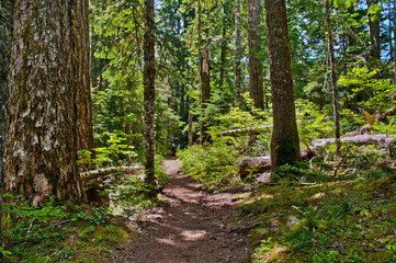 Sunlit forest trail to Packwood Lake in Washington.