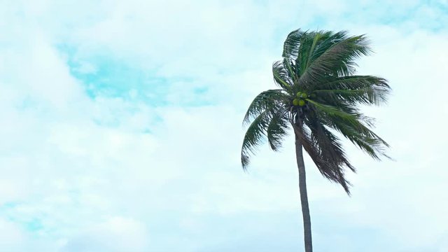 Leaves and fronds of a tall coconut palm, bending and swaying in a steady wind on a cloudy and overcast day. UltraHD video