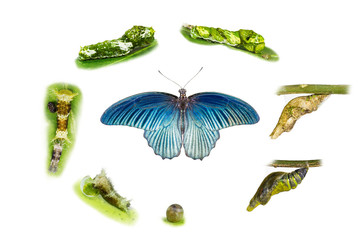 Life cycle of male great mormon butterfly
