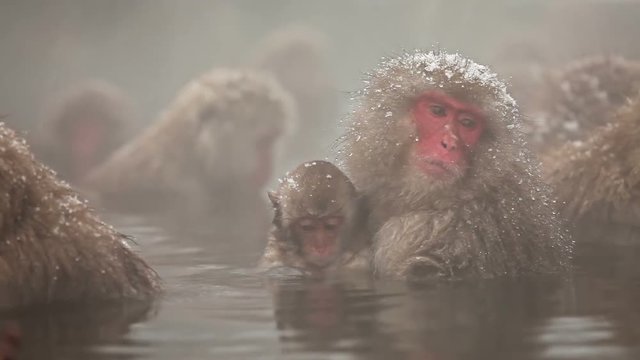 Japanese Snow Monkey (Japanese Macaque) playing in a hot spring.