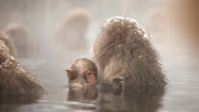 Japanese Snow Monkey (Japanese Macaque) playing in a hot spring.