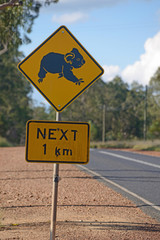 Obraz premium koalas cross here