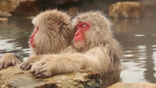 Japanese Snow Monkey (Japanese Macaque) playing in a hot spring.