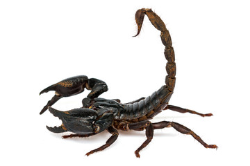 Scorpion Pandinus imperator
