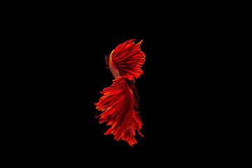 siamese fighting fish isolated on black background.