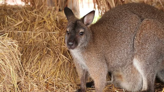 Kangaroo or Wallaby stand on pile of straw