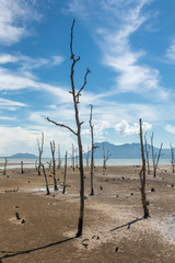 Dead trees on the empty coast during low tide.