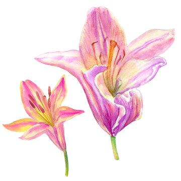 Lily flower watercolor hand drawn botanical illustration isolated on white for design package cosmetic, greeting card, wedding invitation, florist shop, printing, beauty salon, printing, wallpaper