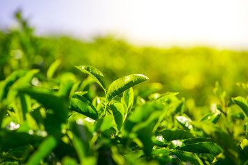 Green tea bud and fresh leaves. Tea plantations in Munnar, Kerala, India
