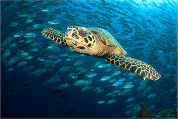 Hawksbill Sea Turtle and school of Jack fish