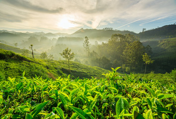 Sunrise over tea plantations in Munnar, Kerala, India - obrazy, fototapety, plakaty