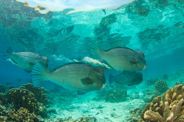 Fototapeta premium Bumphead Parrotfish fish coral reef