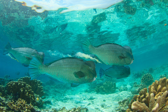 Bumphead Parrotfish fish coral reef