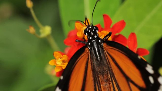 Macro shot of a butterfly drinking nectar from a flower.