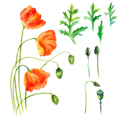 Watercolor poppy flower, bud, leaves hand drawn botanical illustration isolated on white background for wedding invitation, card, beauty salon, natural organic products, florist shop, cosmetics design