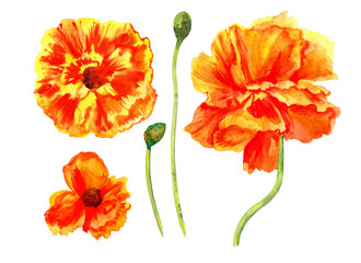 Obraz premium Watercolor red poppy wild flower isolated on white background botanical hand drawn illustration for design package cosmetic, greeting card, wedding invitation, florist shop, printing element scrapbook