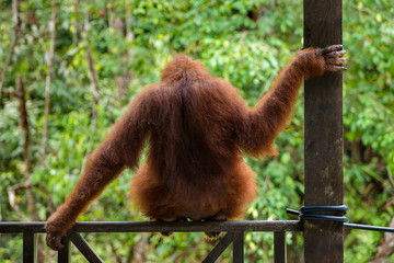 Naklejka premium Female orangutan sitting on the fence in Semenggoh Nature Reserve, Sarawak, Borneo, Malaysia