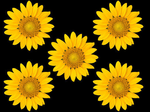 sunflowers on black background