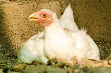 white chicken