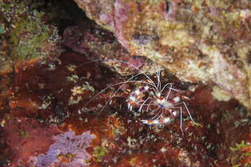 Unterwasser - Riff - Garnele - Putzergarnele - Tauchen - Curacao - Karibik