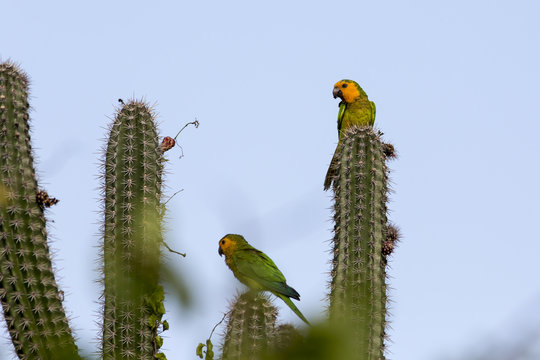 Sittich - Papagei - Kaktus - Natur - Wildlife - Curacao - Karibik
