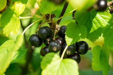 Branch of black currant in the garden