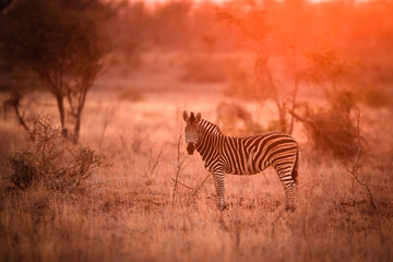 Zebra in the kruger national park