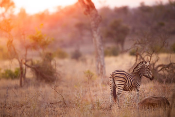 Naklejka na ściany i meble Zebra in the kruger national park