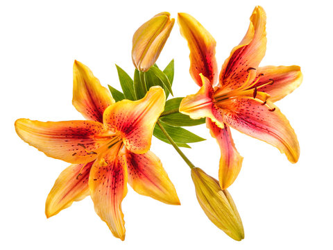 Fototapeta Flowers composition with lilies isolated on white background