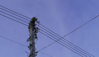 Little tree growing on electric pole in blue sky background