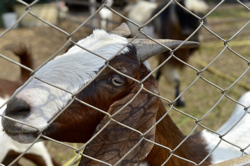 Goat portrait