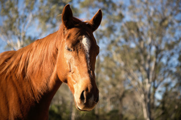 Obraz premium Horse in the paddock during the day