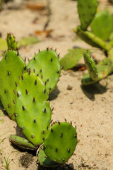 Prickly pears Opuntia cactus on the sand in sunlight close up