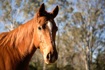 Fototapeta premium Horse in the paddock during the day