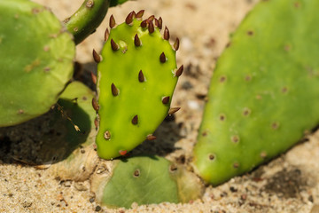 Prickly pears Opuntia cactus on the sand in sunlight close up