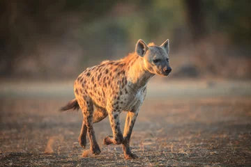 Papier Peint photo Lavable Hyène Hyène courant dans le parc national Kruger - Afrique du Sud