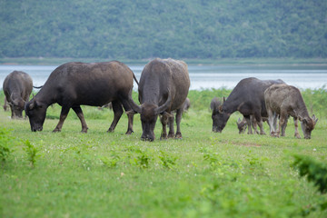 Fototapeta premium buffalo eating grass on the field