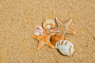 Fototapeta na wymiar shell or shellfish on the beach