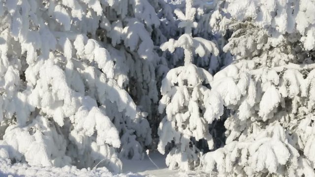 Fir trees in the snow