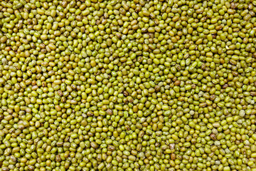 Green bean seed background 