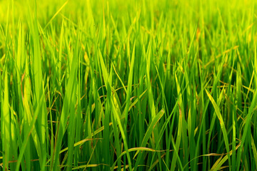 Fototapeta na wymiar Rice field green grass with blue sky cloud, landscape background