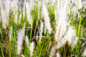 Grass flowers on the street when the sun shines.