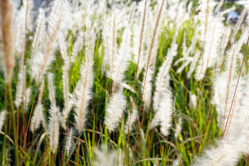 Grass flowers on the street when the sun shines.