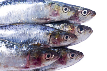 Fish, fresh sardines