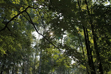 Летний пейзаж