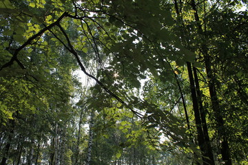 Летний пейзаж