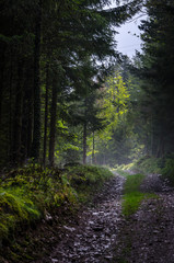 Stony road in the forest of Vosges mountains, Alsace