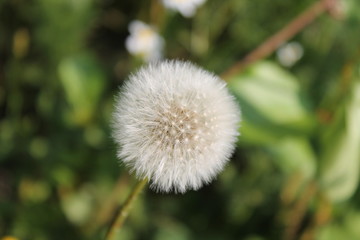 Шарик одуванчика