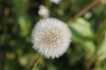 Шарик одуванчика