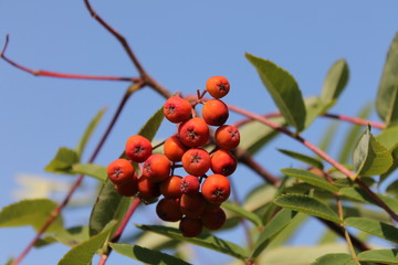 Ягоды рябины